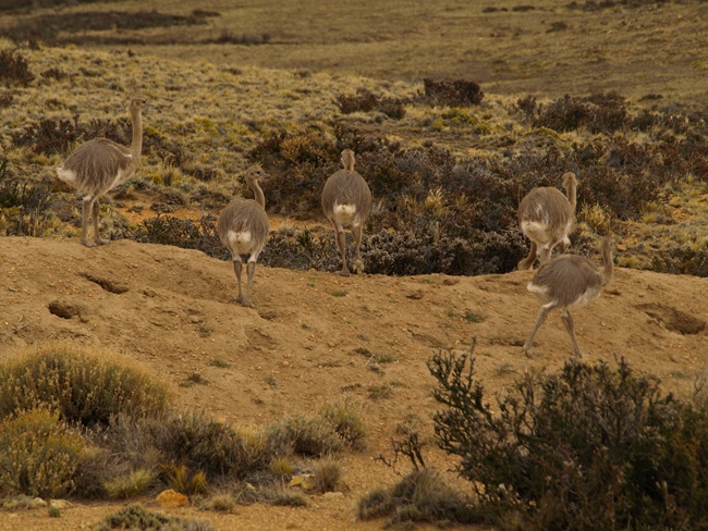 ../../Pictures/240110/032 junge Nandus.JPG